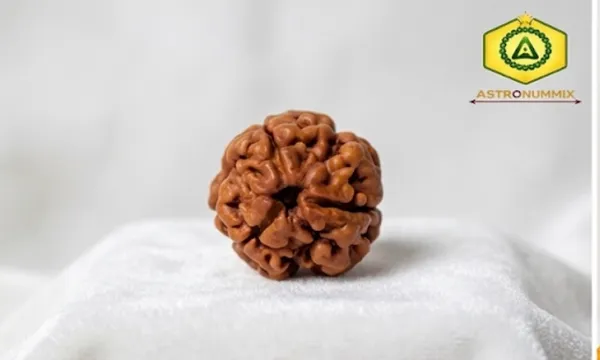 3_Mukhi_Rudraksha