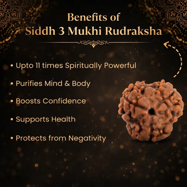 3_Mukhi_Rudraksha