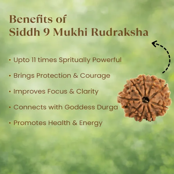 9_Mukhi_Rudraksha