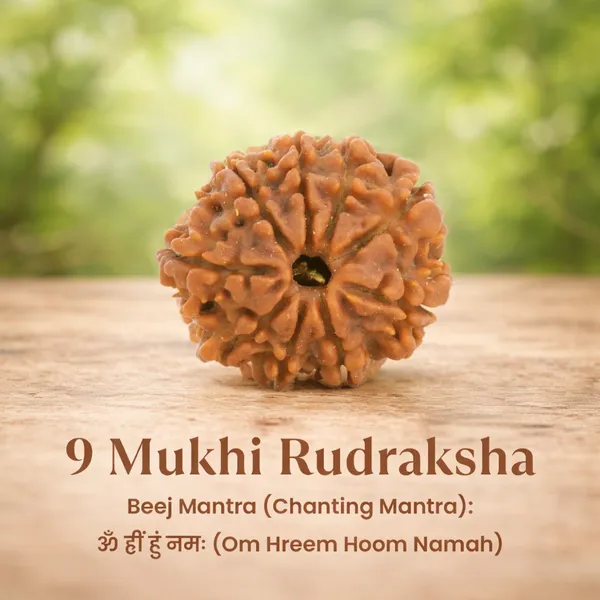 9_Mukhi_Rudraksha