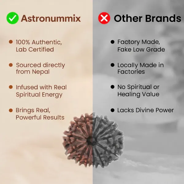 6_Mukhi_Rudraksha