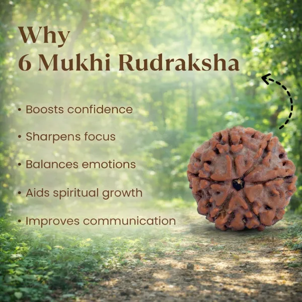 6_Mukhi_Rudraksha