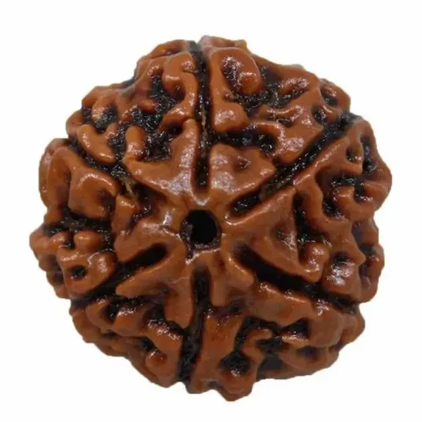 6_Mukhi_Rudraksha