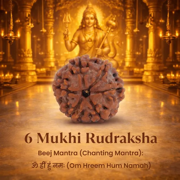 6_Mukhi_Rudraksha