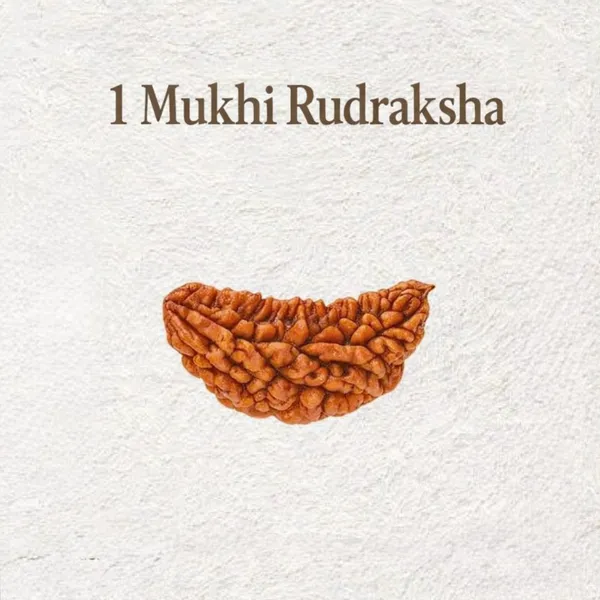 1_Mukhi_Rudraksha
