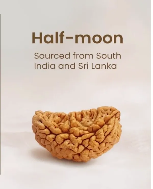 1_Mukhi_Rudraksha