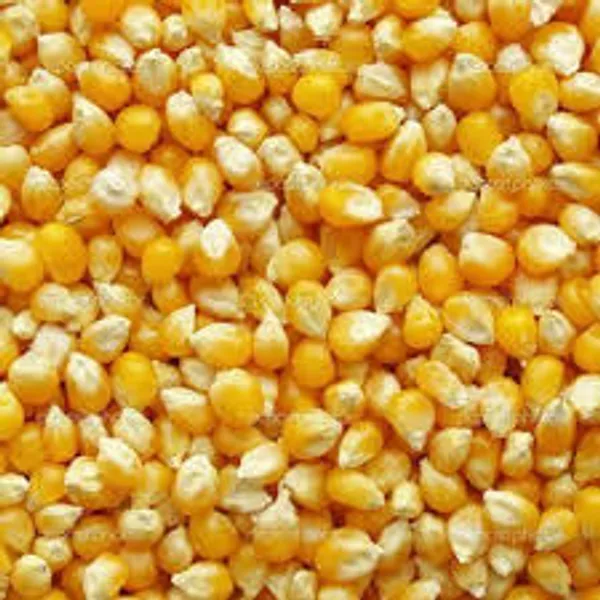 Pack_Of_2_Yellow_And_Cream_Premium_Corn_Or_Makka_And_Barnyard_Millet_For_Everyone