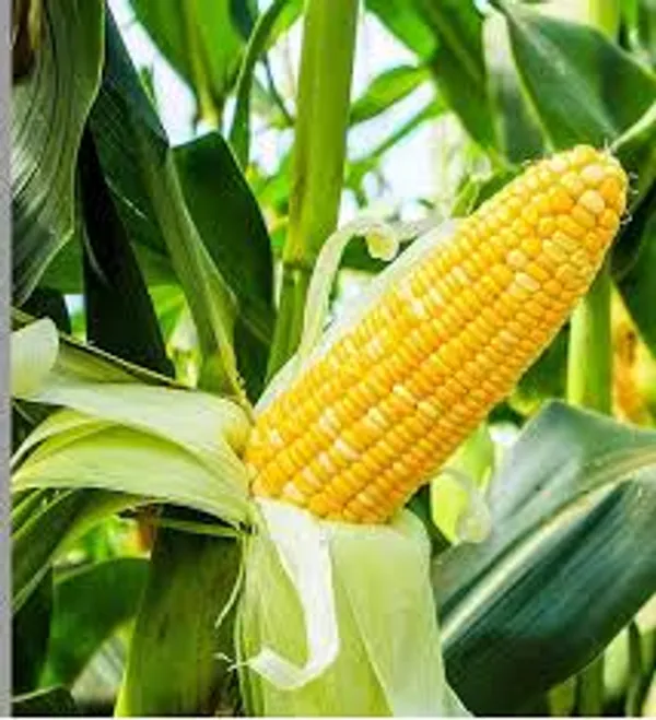 Pack_Of_2_Yellow_And_Cream_Premium_Corn_Or_Makka_And_Barnyard_Millet_For_Everyone