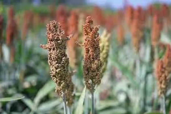 Cream_Sanwa_Millet_Barnyard_Millet_For_Everyone