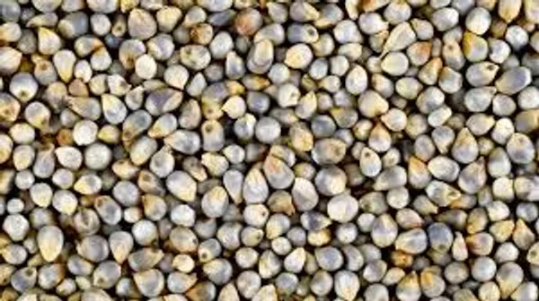 Brown_Premium_Bajra_Pearl_Millet_For_Everyone