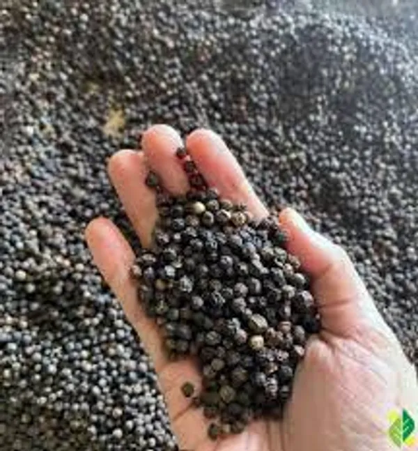 Natural_Premium_Black_Pepper_�_Bold,_Pungent_&_Aromatic,_No_Added_Preservatives_�_1000_G