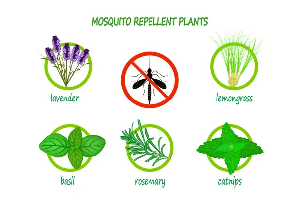 Lemongrass_Liquid_1_lt_Spray