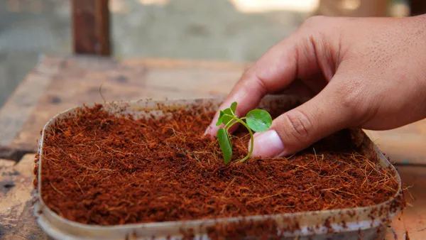 Cocopeat_Block_650_Gm