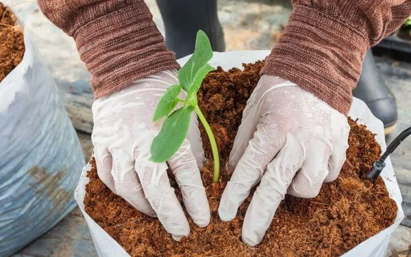 Cocopeat_Dry_Powder_1kg_Pack