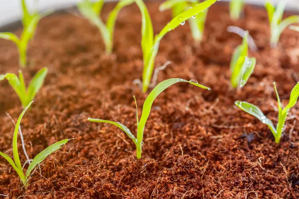 Coir_Pot_4_Inch