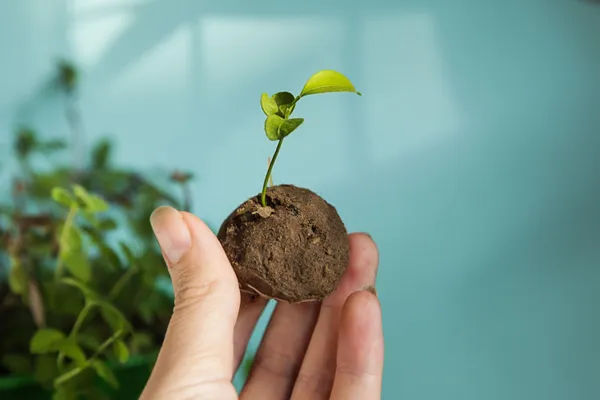 Seed_Balls_30's_Box