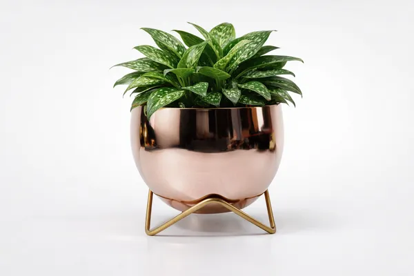 Rose_Gold_Iron_Petite_Metal_Pots_Home_Decor_For_Mini_Plants,Succulents,Cactus,Return_Gifts,Tabletop_Decor
