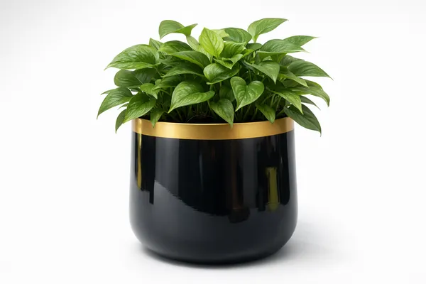 Black_Iron_Orchid_Metal_Planter_Home_Decor_For_Orchids,Flowering_Plants,Table_Decor,Indoor_Use_And_Gifting