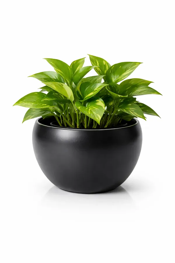 Gold_And_Black_Iron_Seraphine_Pot_With_Stand_Home_Decor_For_Indoor_Plants,Living_Room_Decor,Bedroom_Decor,Corner_Decor_(Pack_Of_2)
