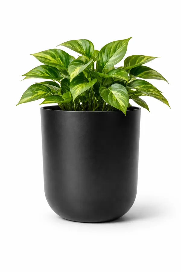 Gold_And_Black_Iron_Metallic_Miniature_Planter_Home_Decor_For_Tiny_Plants,Succulents,Cactus,Desk_Decor_And_Gifting_(Pack_Of_2)