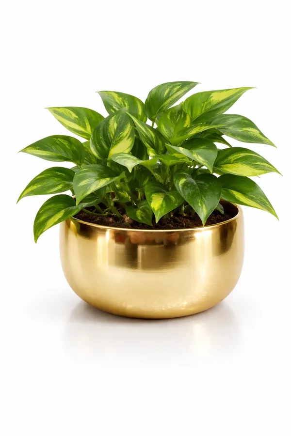 Gold_Iron_Metalix_Metal_Pot_Home_Decor_For_Succulents,Small_Plants,Indoor_Plants,Office_Desk_And_Home