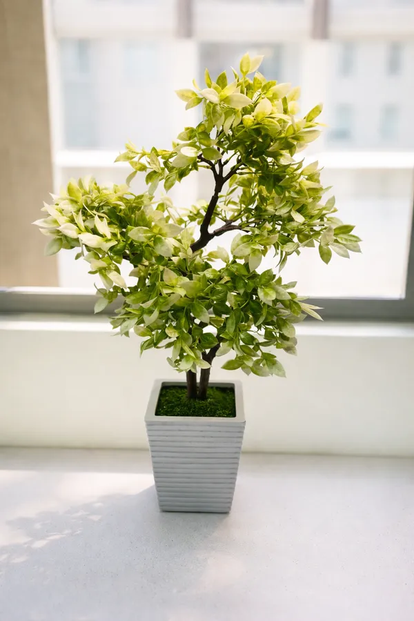 Green_And_White_Plastic_Artificial_Bonsai_Plant_With_Pot_For_Home_Decor_And_Indoor_Decoration