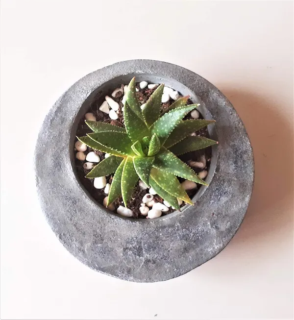 Black_And_White_Jade_Concrete_Succulent_Planter_|_13.7W_X_4.5H_Cm