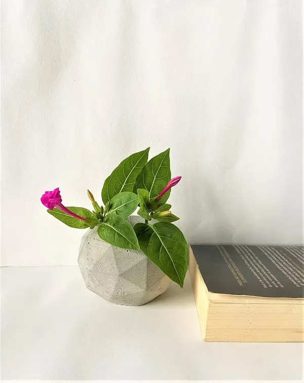 Prizmo_Concrete_Succulent_Planter_Organizer_|_Grey_|_8.8L_X_8.8W_X_6.6H_Cm