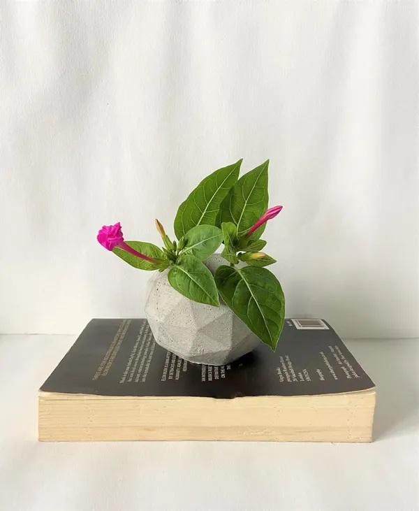 Prizmo_Concrete_Succulent_Planter_Organizer_|_Grey_|_8.8L_X_8.8W_X_6.6H_Cm