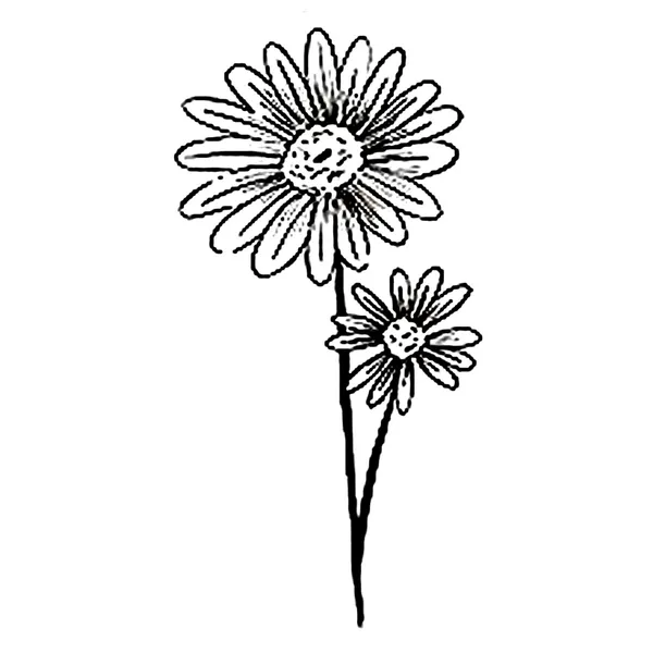 Rose_Line_Design_Temporary_tattoo_Pack_of_2