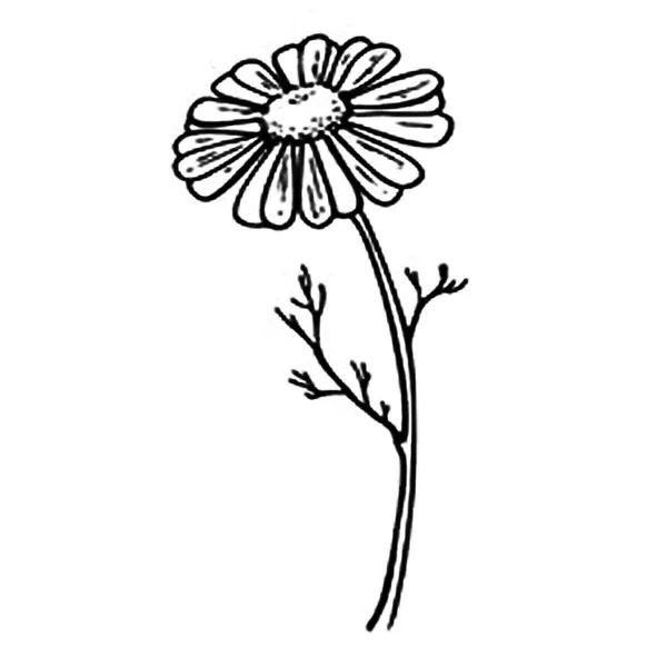 Sun_Flower_Design_Temporary_tattoo_Pack_Of_2