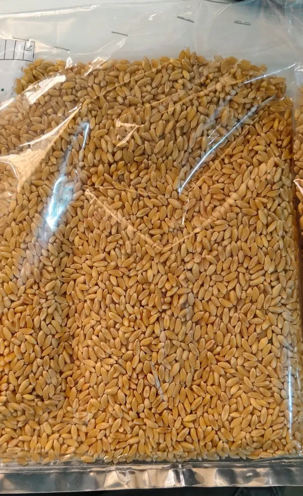 Bansi_Wheat