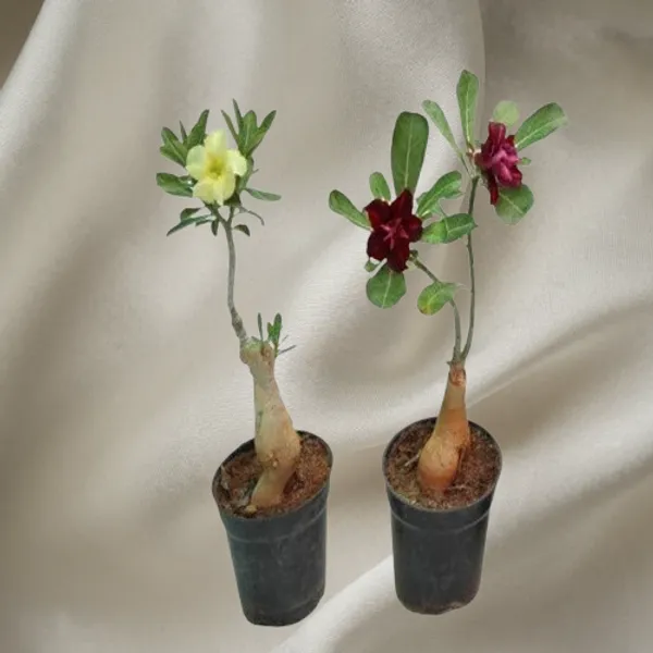Green_Adenium_Obesum_Desert_Rose_Grafted_Flowers_Plant_(Pack_Of_2)
