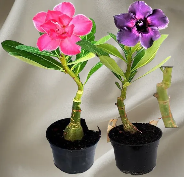 Multicolor_Adenium_Obesum_Desert_Rose_Grafted_Flowers_Plant_(Pack_Of_2)