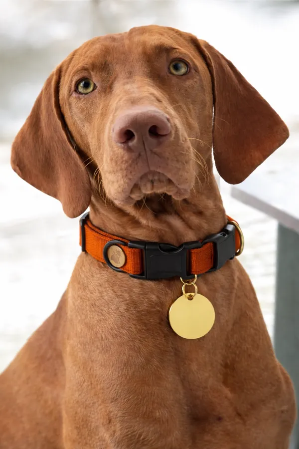 Gold_Plated_Personalized_Dog_Tag_-_Customizable_Pet_Id_Tag