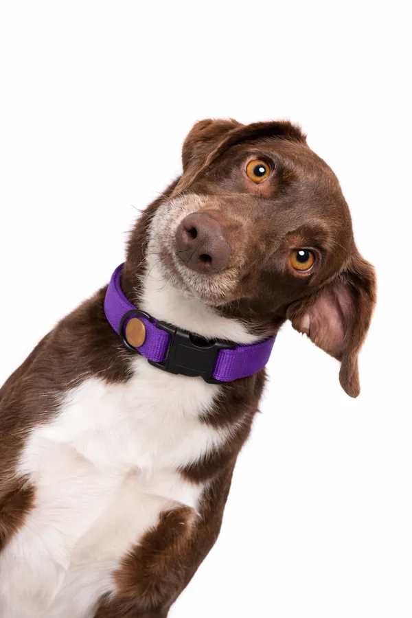 Flexible_Control_Dog_Collar_-_Purple