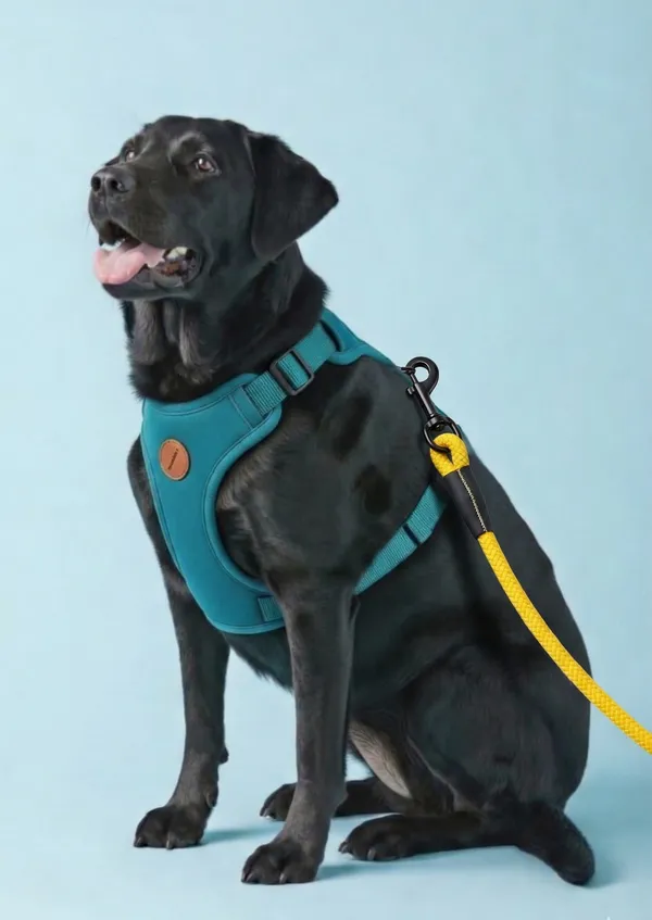 Pawsala_Ultra-Durable_Rope_Dog_Leash_-_Yellow
