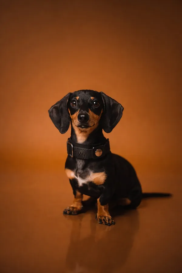 Premium_Black_Nylon_Dog_Collar_With_Quick-Release_Buckle