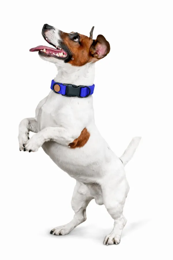 Blue_Adjustable_Dog_Collar_With_Quick-Release_Buckle