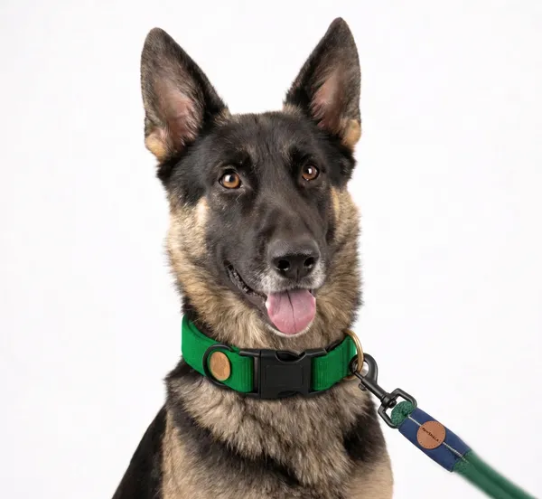 Pawshala_Ultra-Durable_Dog_Leash_-_Green_Rope_With_Navy_Handle