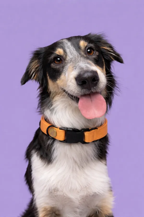 Adjustable_Orange_Nylon_Dog_Collar_With_Quick-Release_Buckle