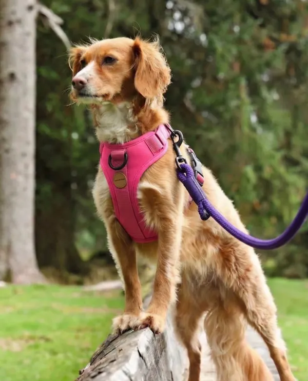 Ultra-Durable_Rope_Dog_Leash_With_Padded_Handle_-_Purple