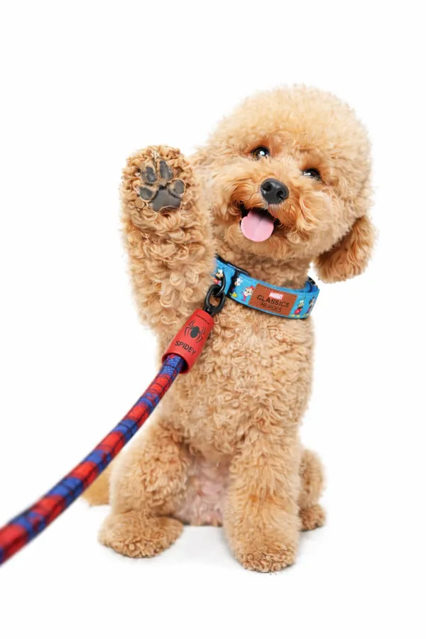 Pawshala_Marvel_Heroes_Premium_Dog_Leash_-_Spidey_Edition