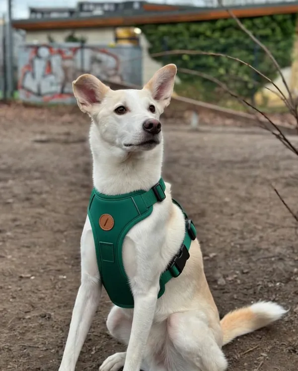 Paw_Inspired_Dog_Harness_-_Premium_No-Pull_Adjustable_Pet_Harness_For_Dogs