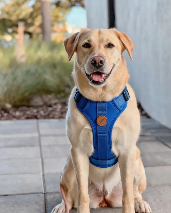 Paw_Planet_Nylon_Dog_Harness_With_Adjustable_Straps_-_Dark_Blue