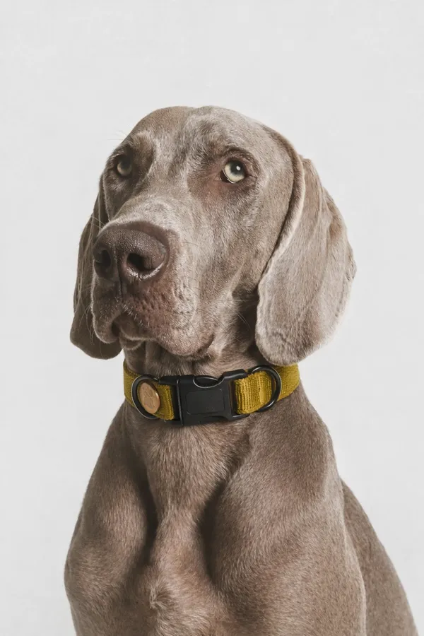 Flossie_&_Co_Premium_Nylon_Dog_Collar_With_Quick-Release_Buckle_-_Olive_Green