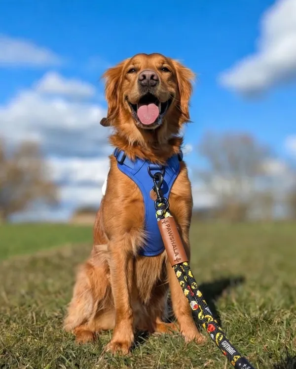 Pawshala_Batman_Edition_Dog_Leash