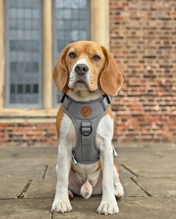 Grey_Dog_Harness_With_Adjustable_Straps_And_D-Ring