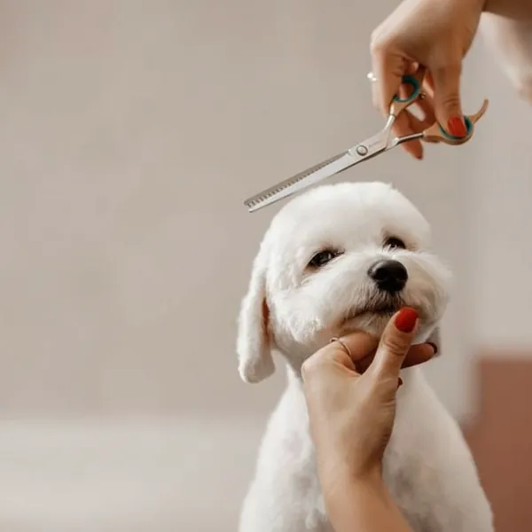 Professional_Pet_Grooming_Scissors_Set_With_Ergonomic_Handles