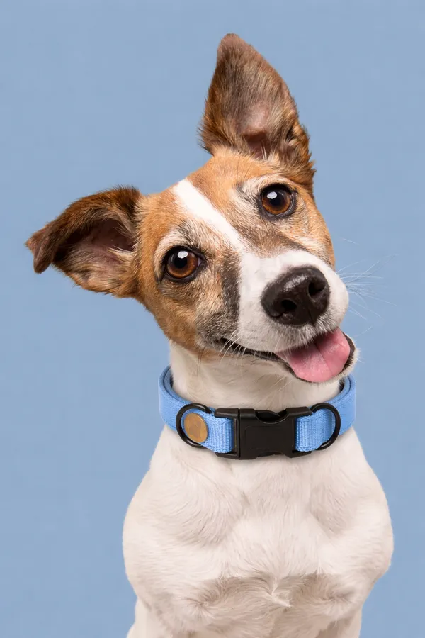 Premium_Light_Blue_Dog_Collar_With_Quick-Release_Buckle
